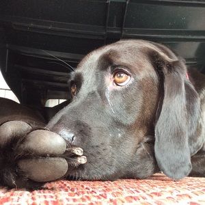 Meet your Posher, Maria